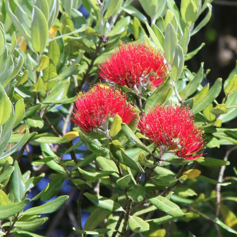 Metrosideros Mistral - Arbre de Noël de Nouvelle-Zélande (Flowering)
