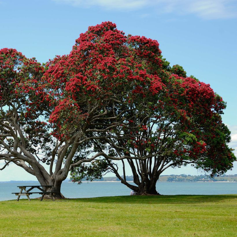 Metrosideros excelsa - Arbre de Noël de Nouvelle-Zélande (Plant habit)