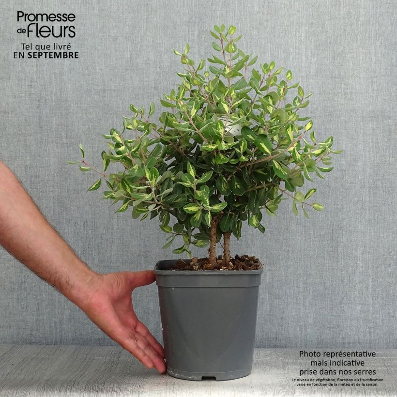Example of Metrosideros excelsa Aureomarginata ou M. kermadecensis Variegata - Arbre de Noël de Nouvelle-Zélande Pot de 4L/5L as you get in automne