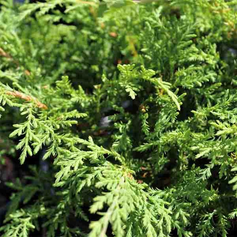Cyprès rampant de Sibérie - Microbiota decussata (Foliage)