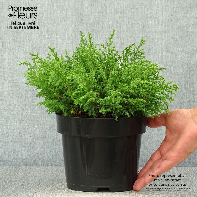 Example of Cyprès de Sibérie - Microbiota decussata Fuzzball  Pot de 2L/3L as you get in automne
