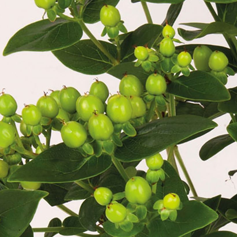 Millepertuis - Hypericum inodorum Miracle Pistache (Harvest)