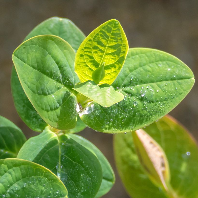 Millepertuis - Hypericum inodorum Miracle Pistache (Foliage)