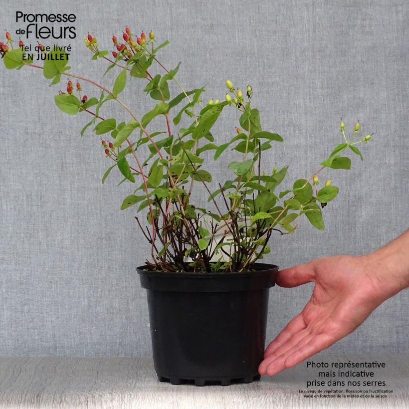 Example of Millepertuis - Hypericum inodorum Rheingold Pot de 1L/1,5L as you get in ete