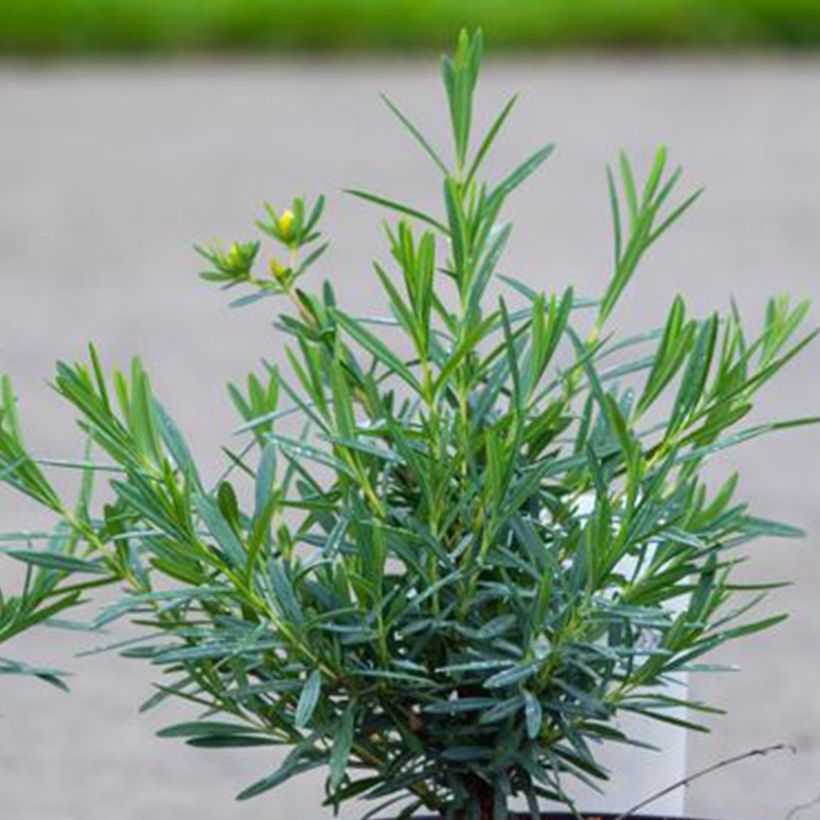 Millepertuis - Hypericum kalmianum Cobalt-n-Gold (Foliage)