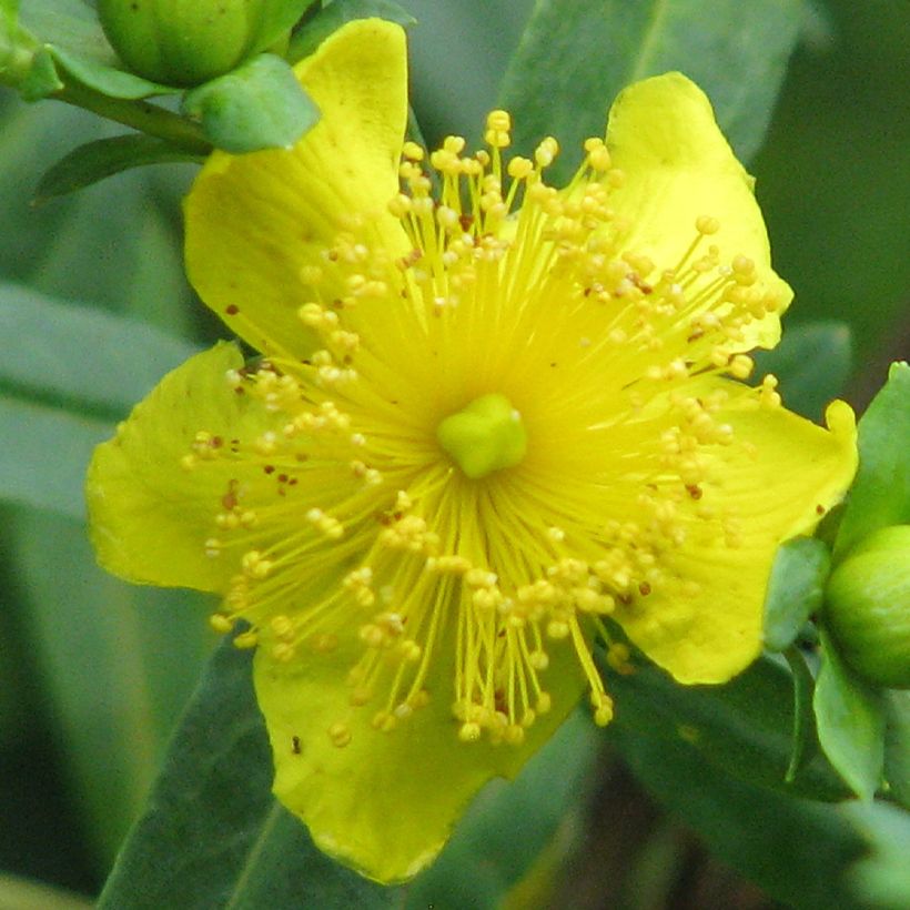 Millepertuis - Hypericum kalmianum Cobalt-n-Gold (Flowering)