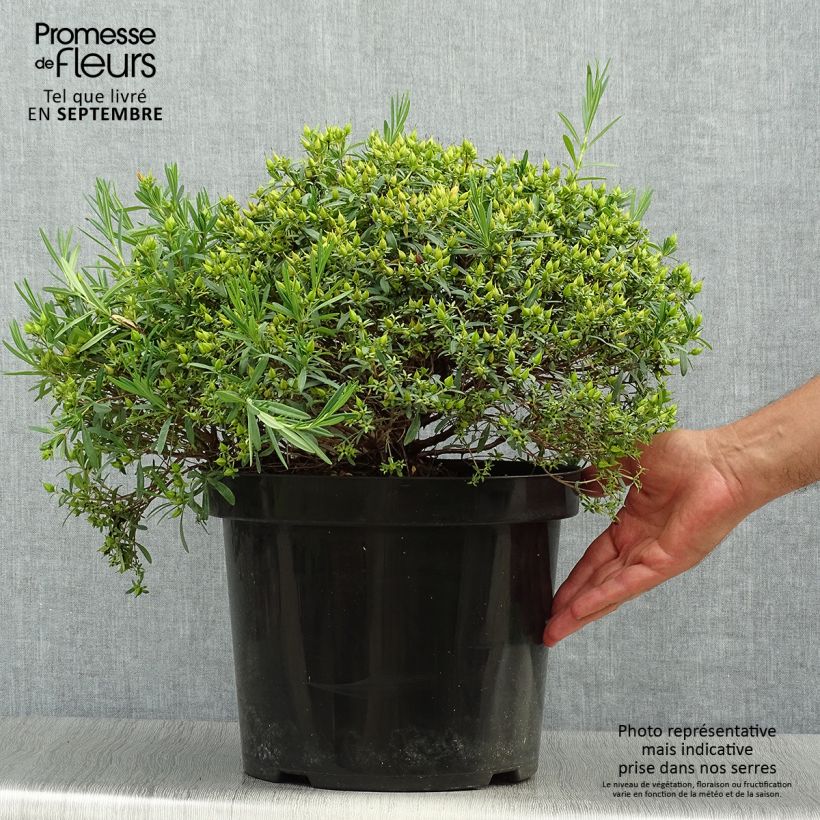 Example of Millepertuis - Hypericum kalmianum Cobalt-n-Gold Pot de 7,5L/10L as you get in automne
