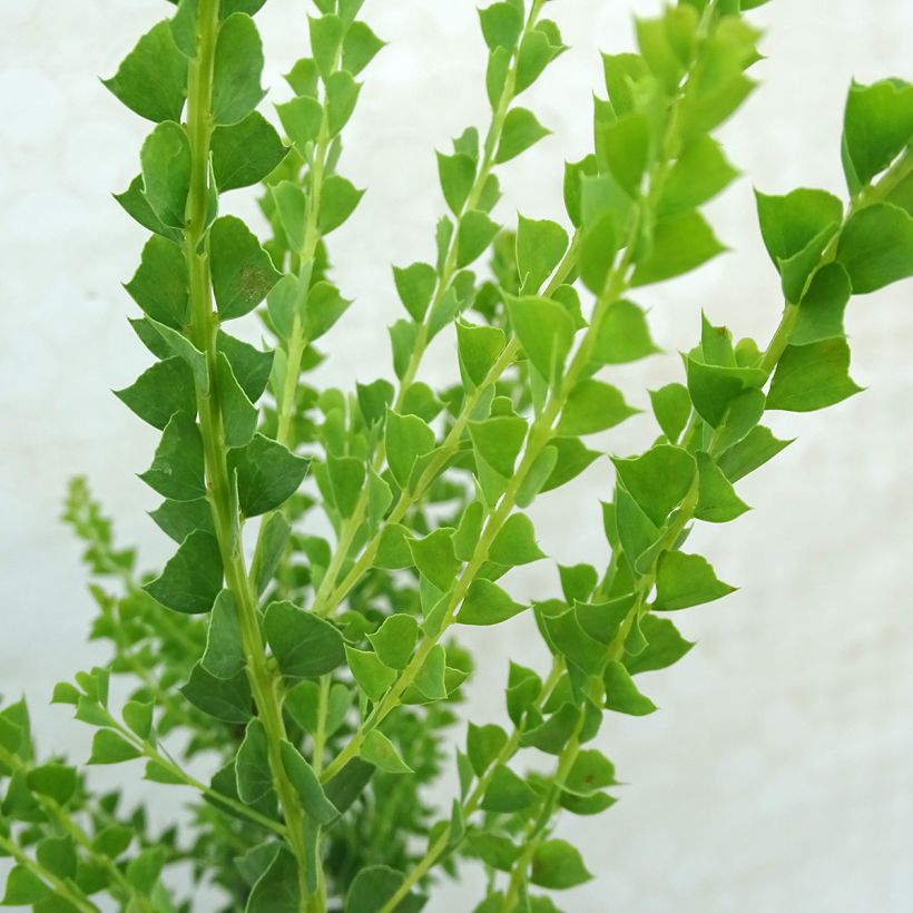 Mimosa - Acacia pravissima (Foliage)