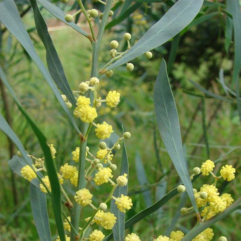Mimosa des 4 saisons - Acacia retinodes (Foliage)