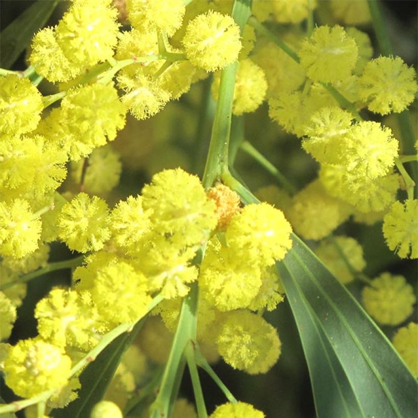 Mimosa des 4 saisons - Acacia retinodes (Flowering)