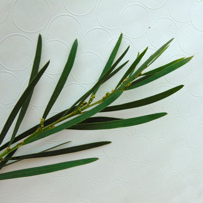 Mimosa des 4 saisons Lisette - Acacia retinodes (Foliage)