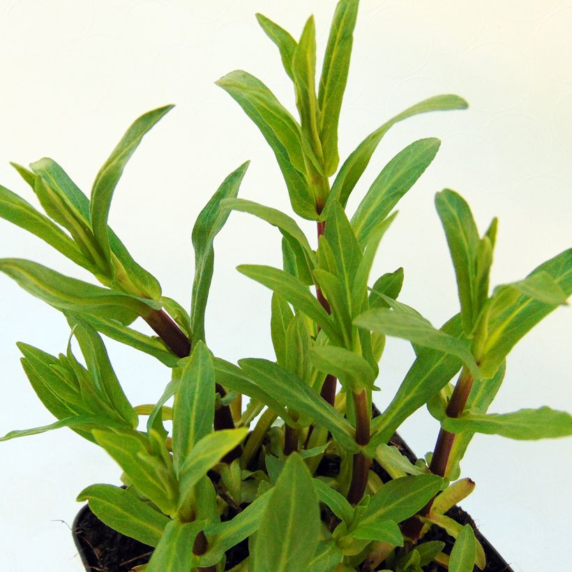 Mimulus ringens - Mimule bleue (Foliage)
