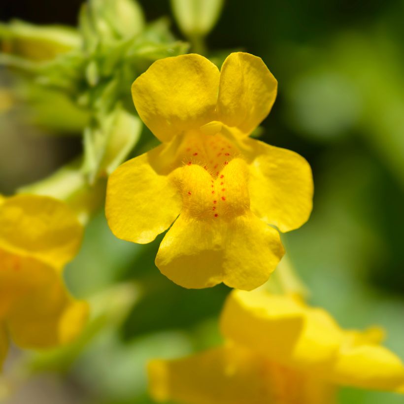 Mimulus luteus - Mimule jaune (Flowering)