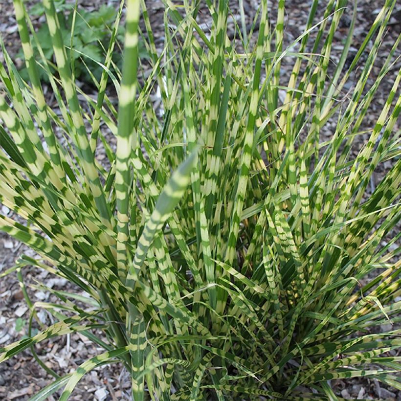 Miscanthus sinensis Gold Bar - Roseau de Chine (Foliage)
