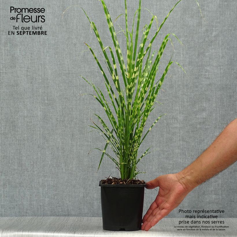 Example of Miscanthus sinensis Gold Bar - Roseau de Chine Pot de 2L/3L as you get in automne