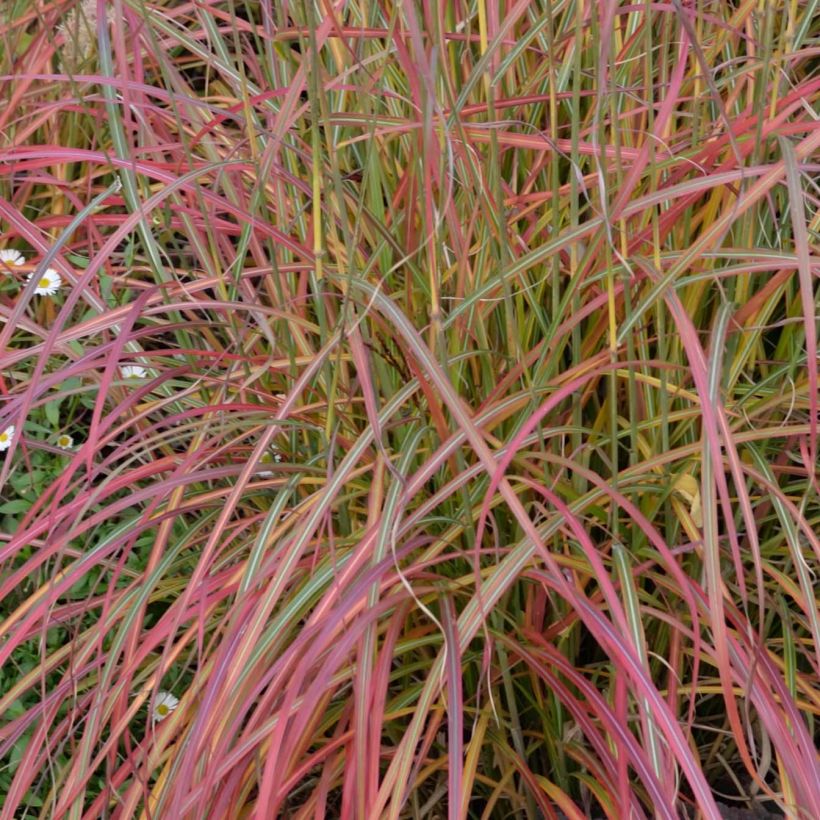 Miscanthus sinensis Little Miss - Roseau de Chine (Foliage)