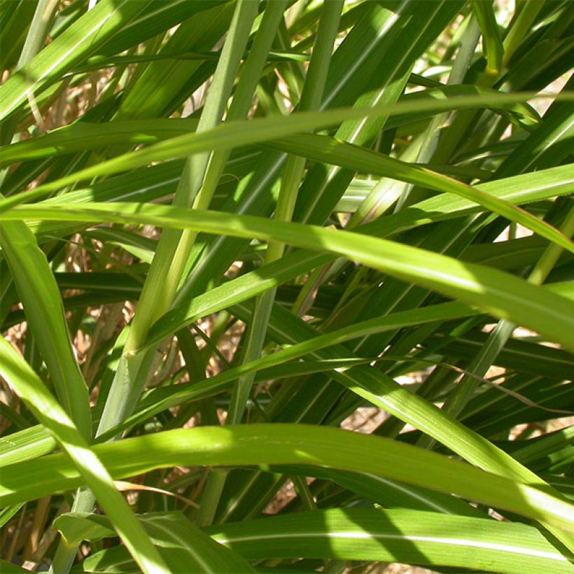 Miscanthus sinensis Roland - Roseau de Chine (Foliage)