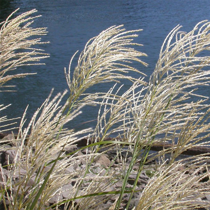 Miscanthus sinensis Roland - Roseau de Chine (Flowering)