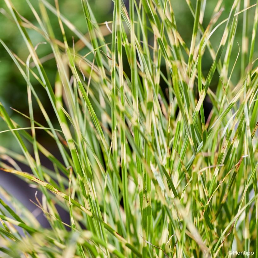 Miscanthus sinensis Little Tiger - Eulalie, Roseau de Chine (Foliage)