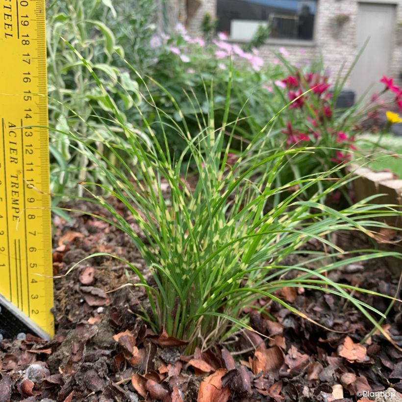 Miscanthus sinensis Little Tiger - Eulalie, Roseau de Chine (Plant habit)