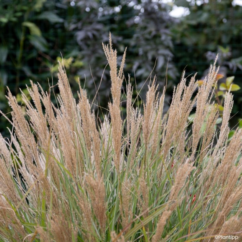 Miscanthus sinensis Missmini - Eulalie, Roseau de Chine (Flowering)