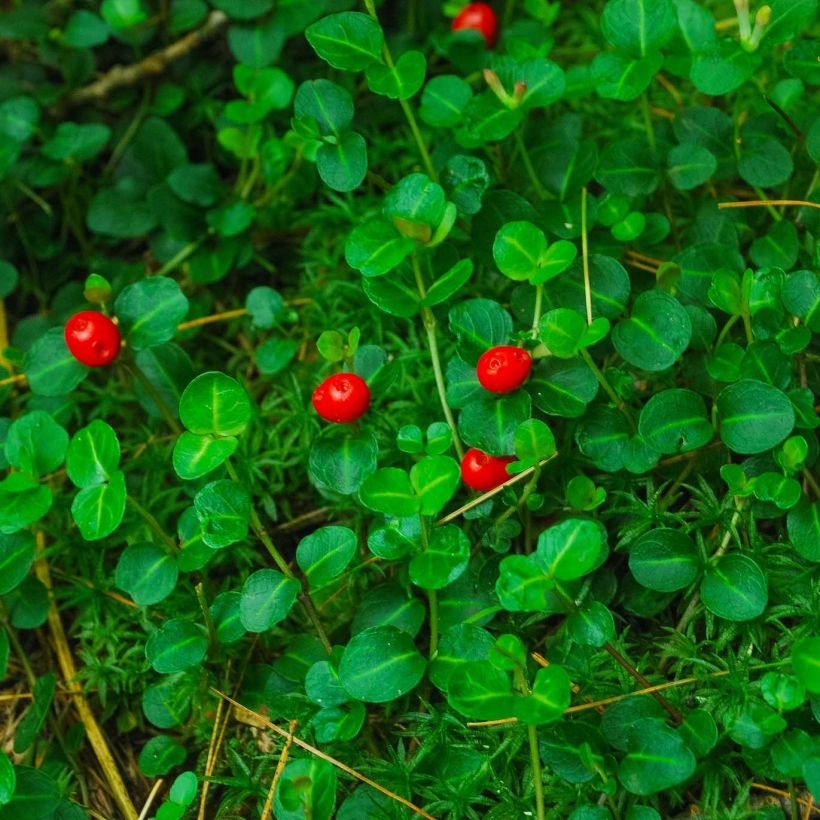 Mitchella repens - Pain de perdrix                       (Foliage)