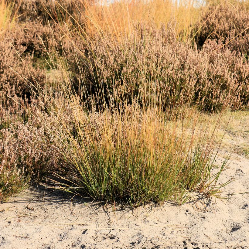 Molinia caerulea Moorflamme - Molinie bleue (Plant habit)