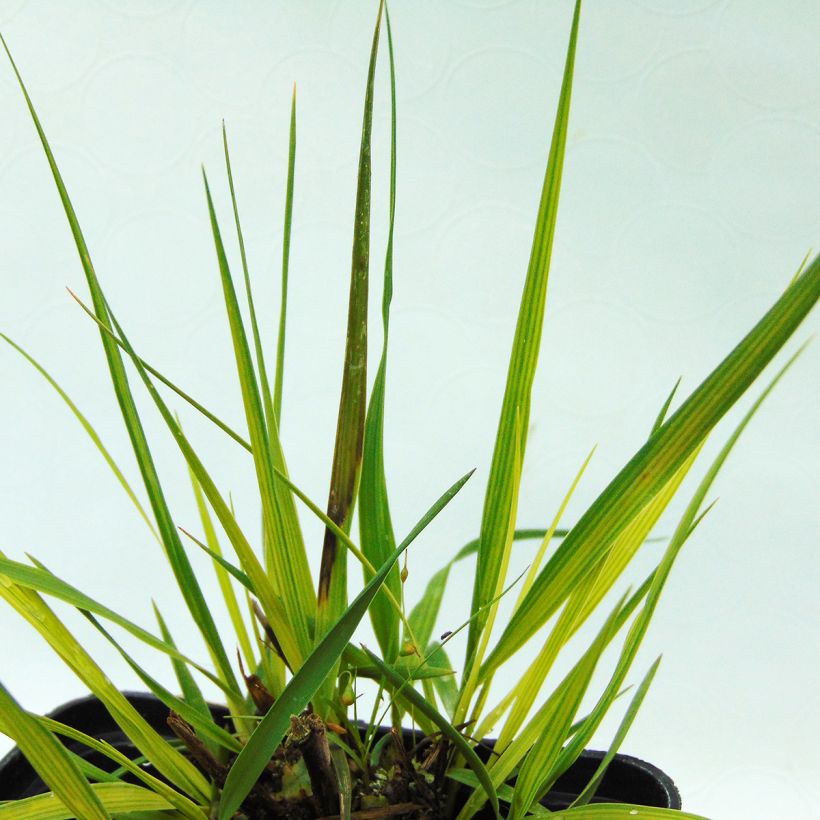 Molinia caerulea Moorhexe - Molinie bleue (Foliage)