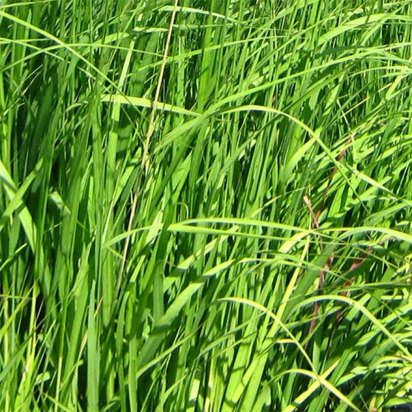 Molinia caerulea ssp arundinacea Skyracer (Foliage)