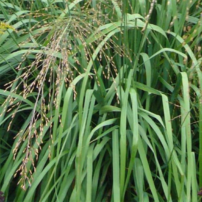 Molinia caerulea ssp arundinacea Transparent (Foliage)
