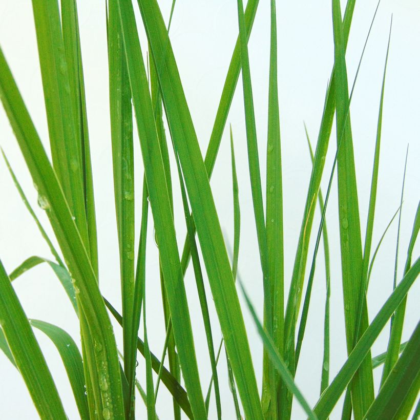 Molinia caerulea ssp caerulea Heidebraut - Molinie (Foliage)
