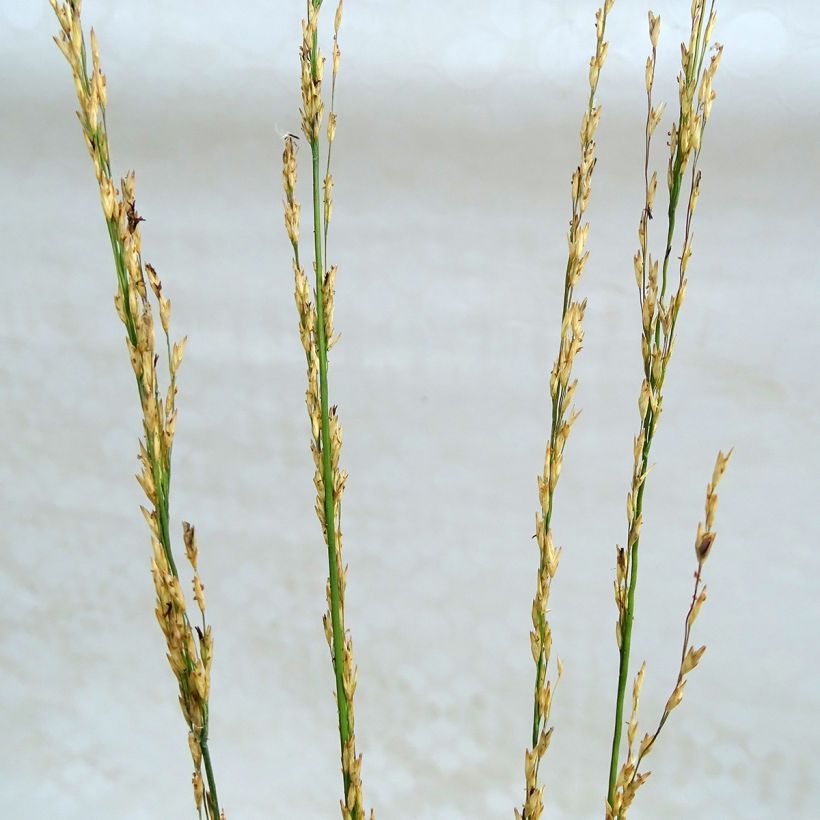 Molinia caerulea ssp caerulea Heidebraut - Molinie (Flowering)