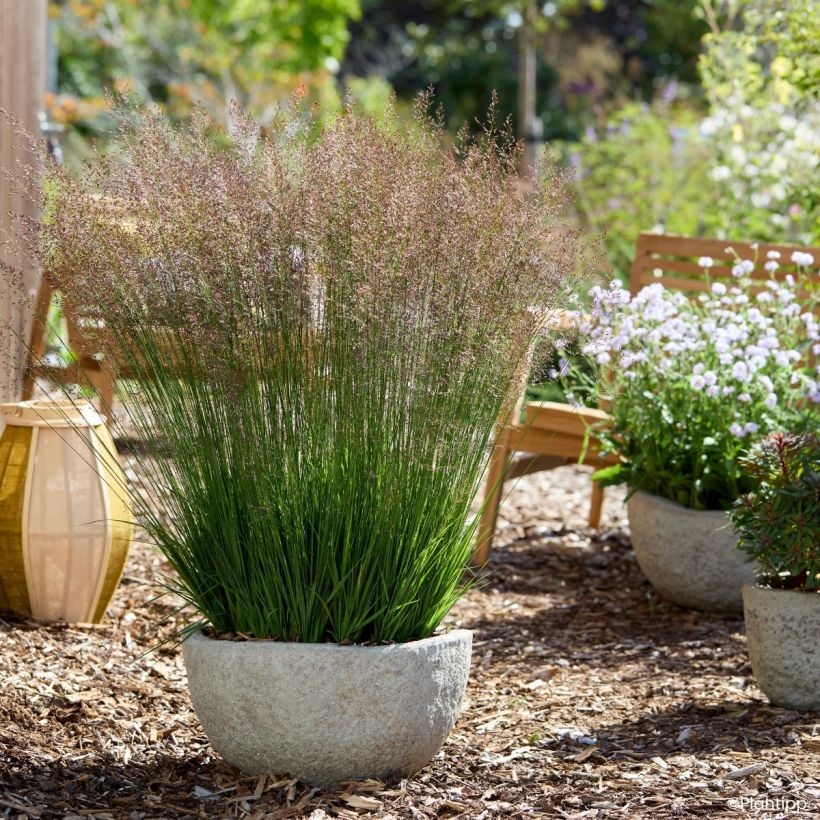 Molinia caerulea Banshee - Molinie bleue (Plant habit)