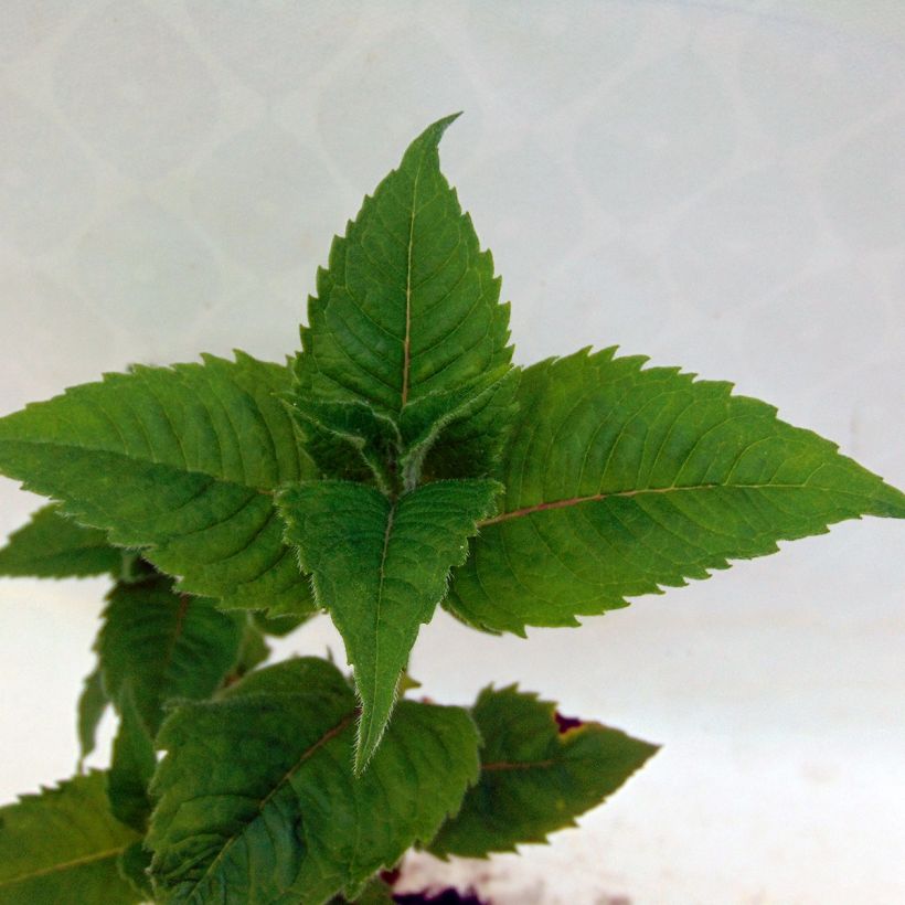 Monarde Cambridge Scarlet -Thé d'Oswego Cambridge Scarlet - Monarda Bergamote  (Foliage)