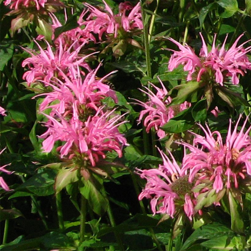 Monarde Croftway Pink - Bergamote rose clair (Flowering)