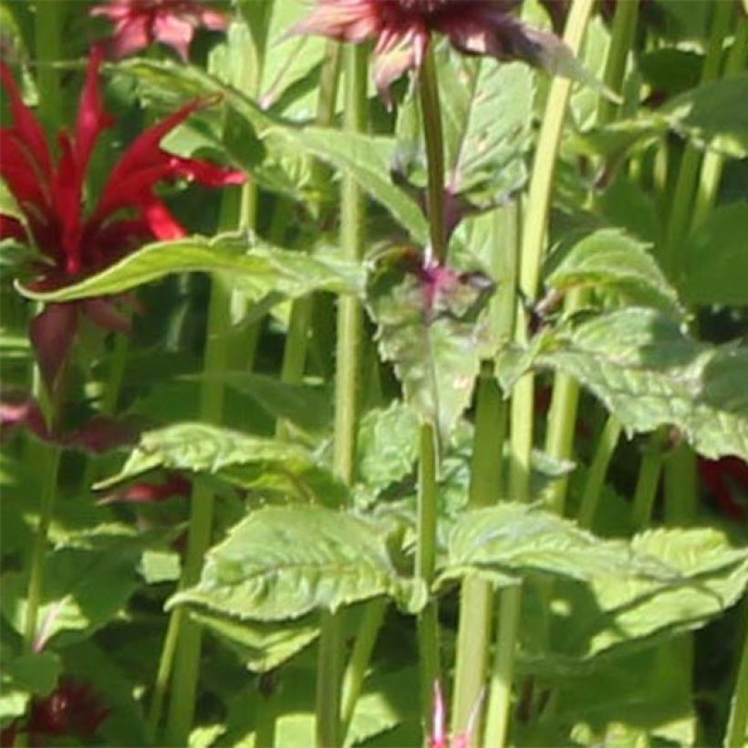 Monarda Gardenview Scarlet - Bergamote écarlate (Foliage)