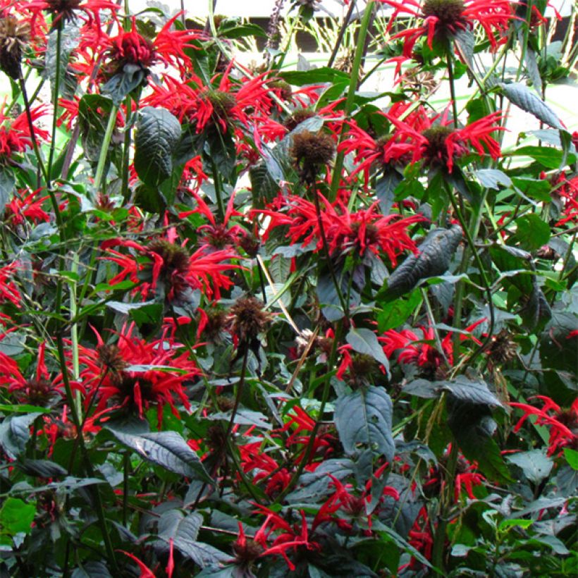 Monarde Jacob Cline - Bergamote rouge (Flowering)