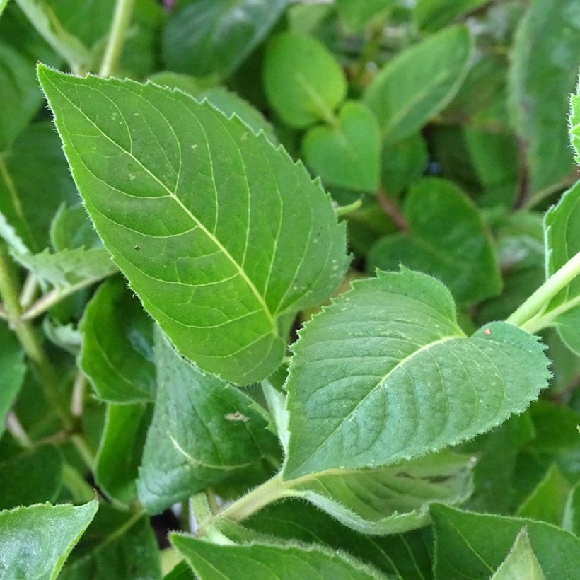 Monarda fistulosa Tetraploid - Bergamote rose (Foliage)