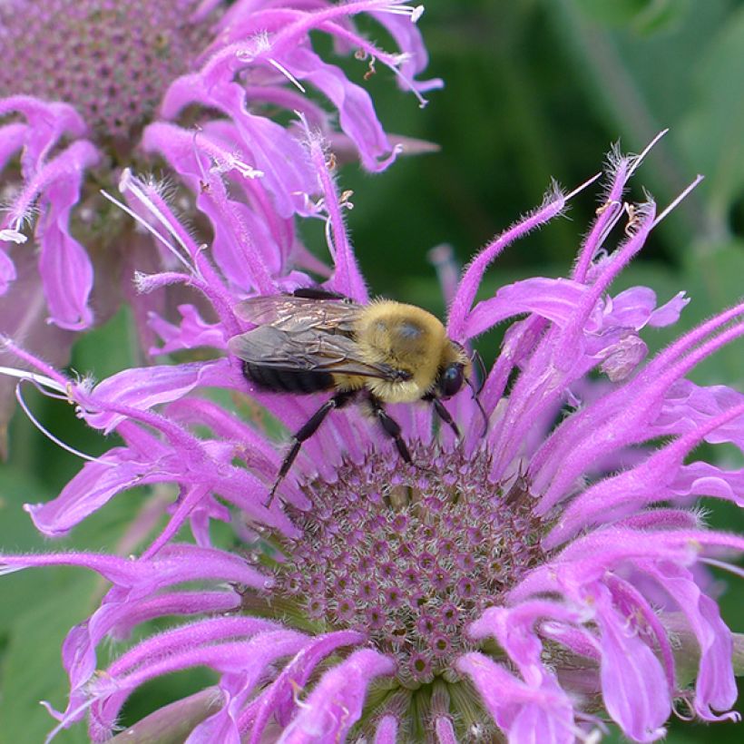 Monarde Blaustrumpf - Bergamote lilas foncé (Flowering)