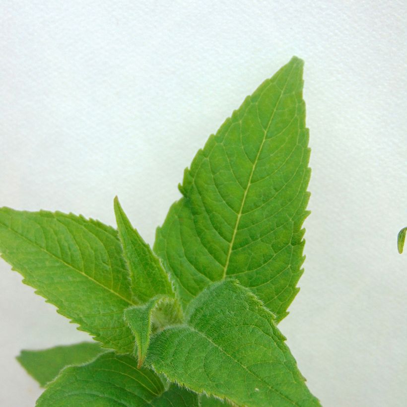 Monarde Gewitter Wolke - Bergamote rose tyrien (Foliage)