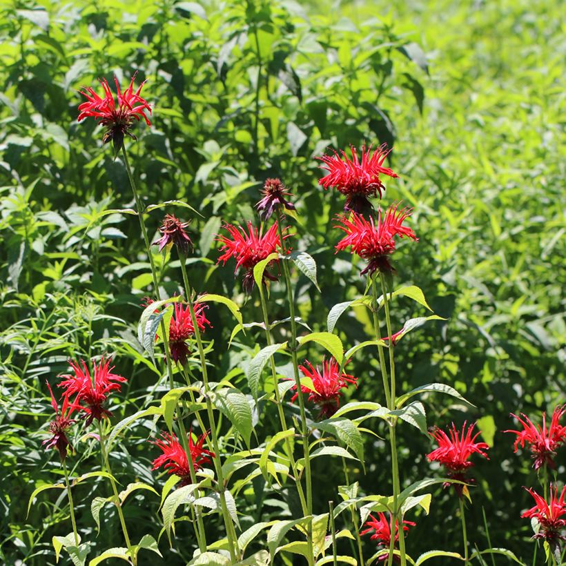 Monarde Jacob Cline - Bergamote rouge (Plant habit)
