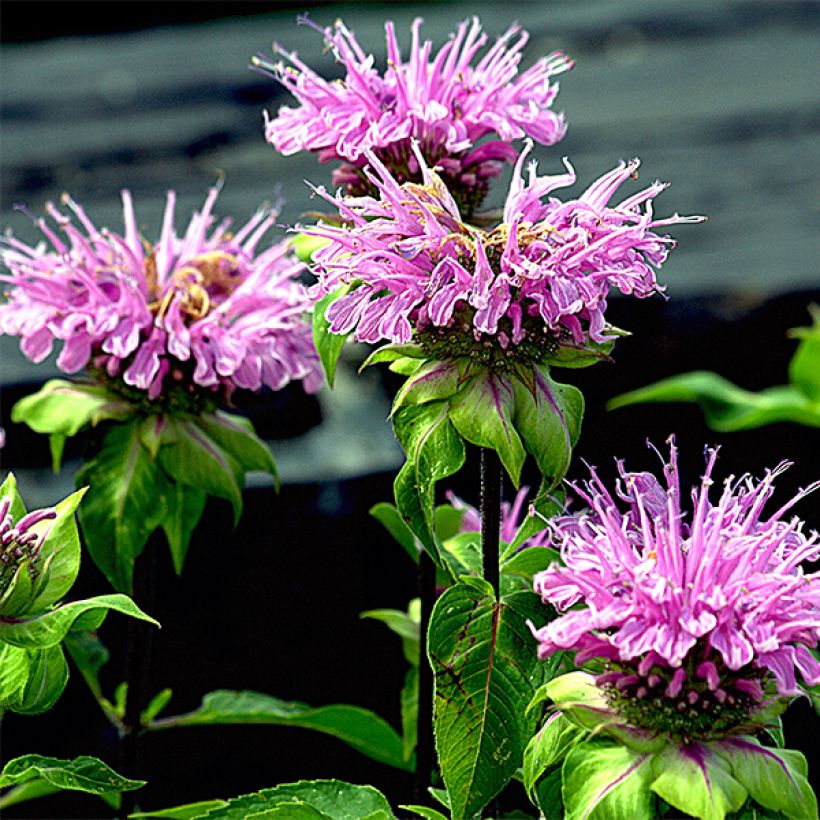 Monarde Melissa - Bergamote (Flowering)