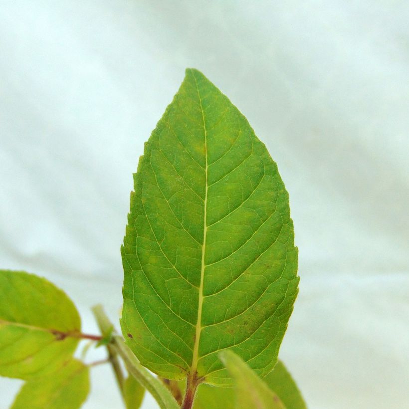 Monarde Melissa - Bergamote (Foliage)