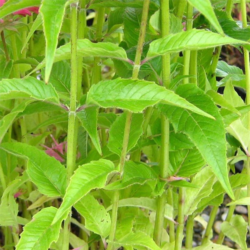 Monarde Pardon Me rose - Bergamote rose (Foliage)