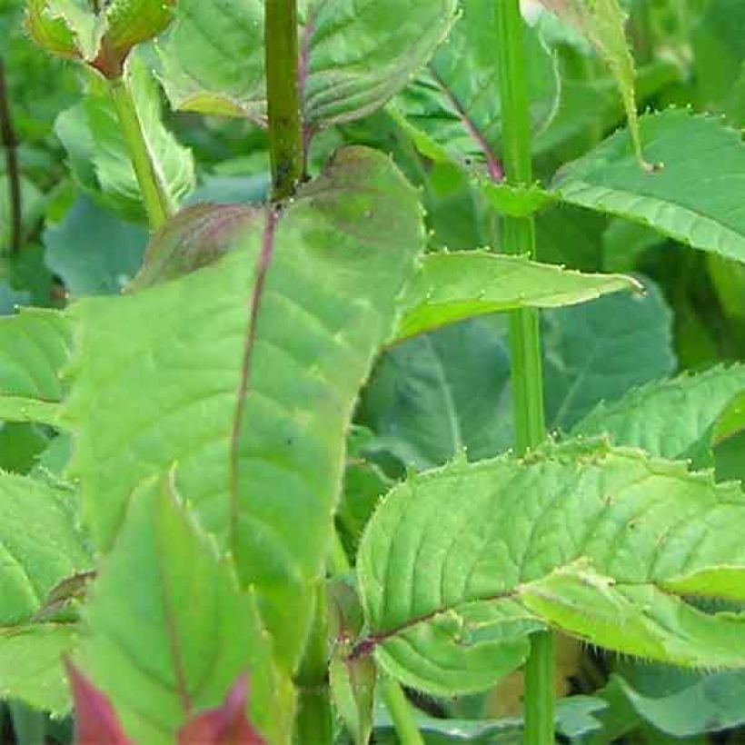 Monarde Scorpion - Bergamote lie-de-vin (Foliage)