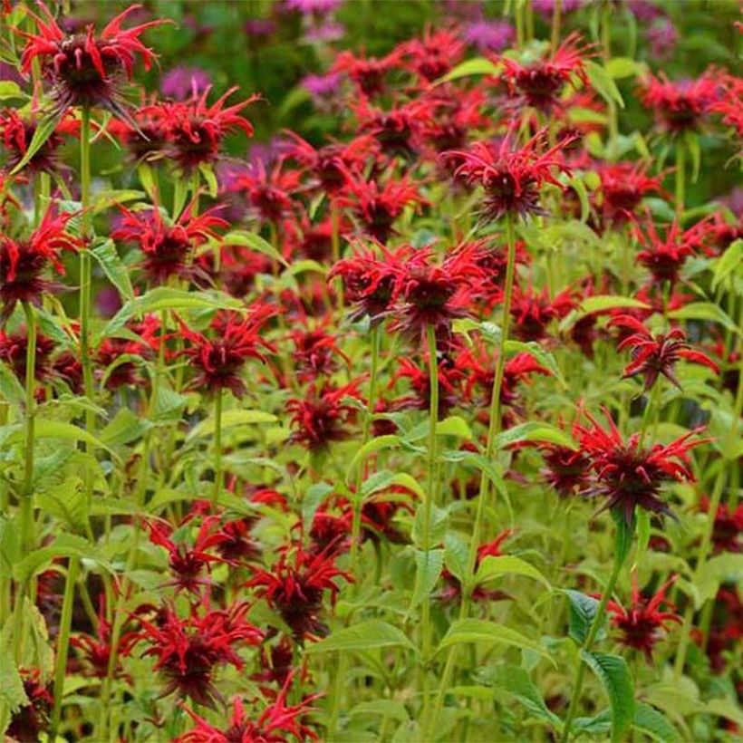 Monarde Squaw - Thé d'Oswego Squaw - Monarda Bergamote Squaw (Flowering)