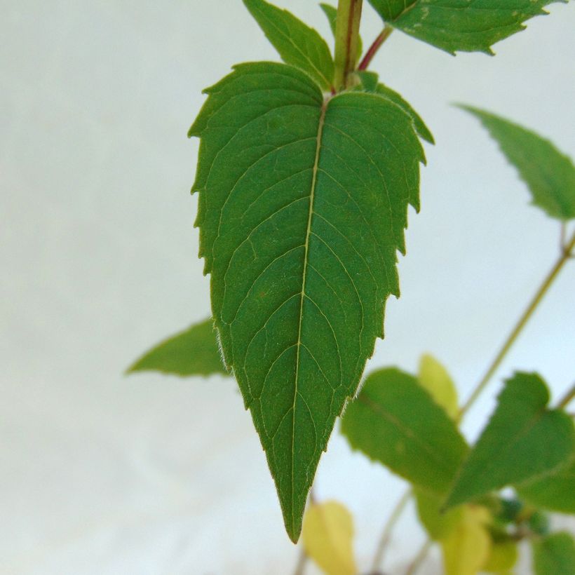 Monarde fistulosa menthifolia - Bergamote sauvage (Foliage)