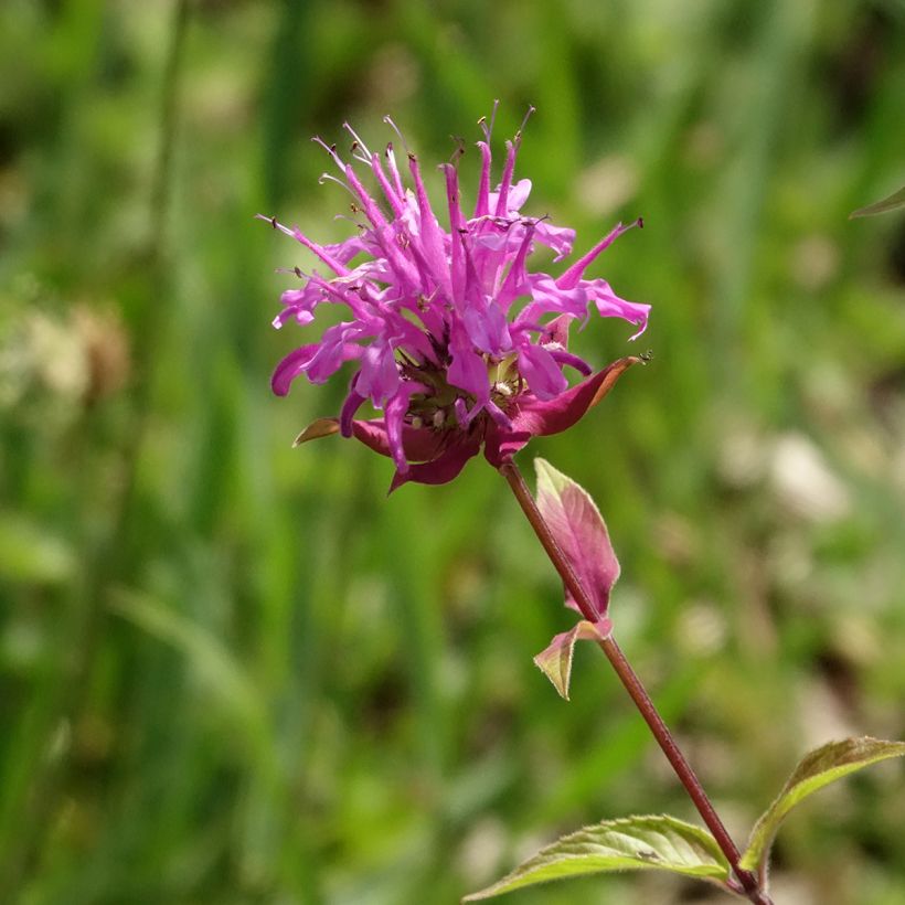 Monarde fistulosa menthifolia - Bergamote sauvage (Flowering)