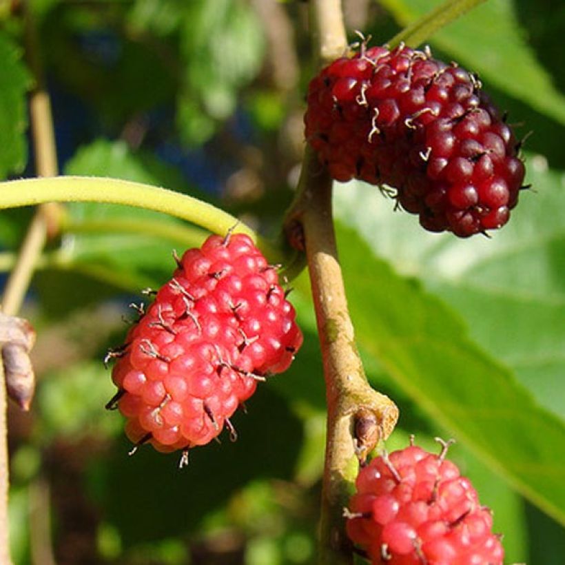Morus alba - Mûrier blanc  (Harvest)