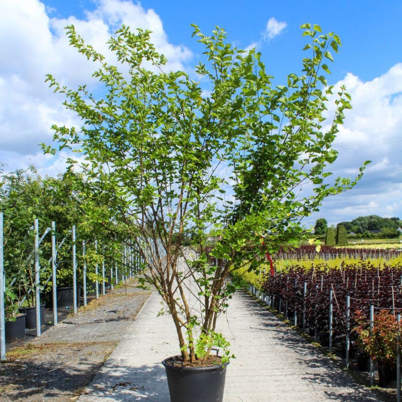 Example of Morus alba - Mûrier blanc  Pot de 80L/90L, Cépée as you get in printemps